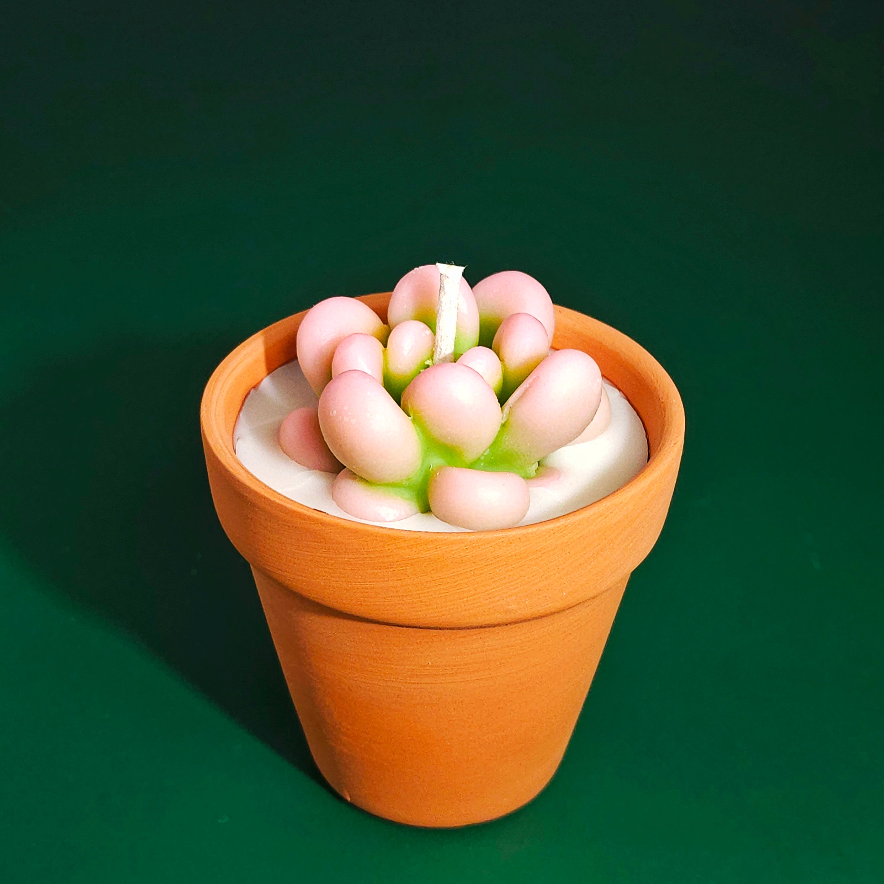 Cactus Candles Small Potted Succulent Candles