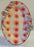 Touch Touch | Suction Cup Oval Colored Plate
