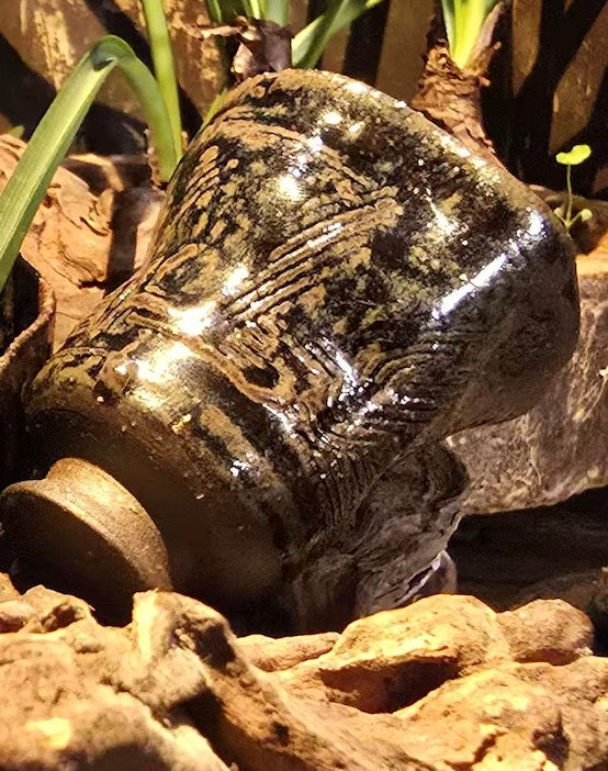 Kaiming Modern Arts | Master Cup