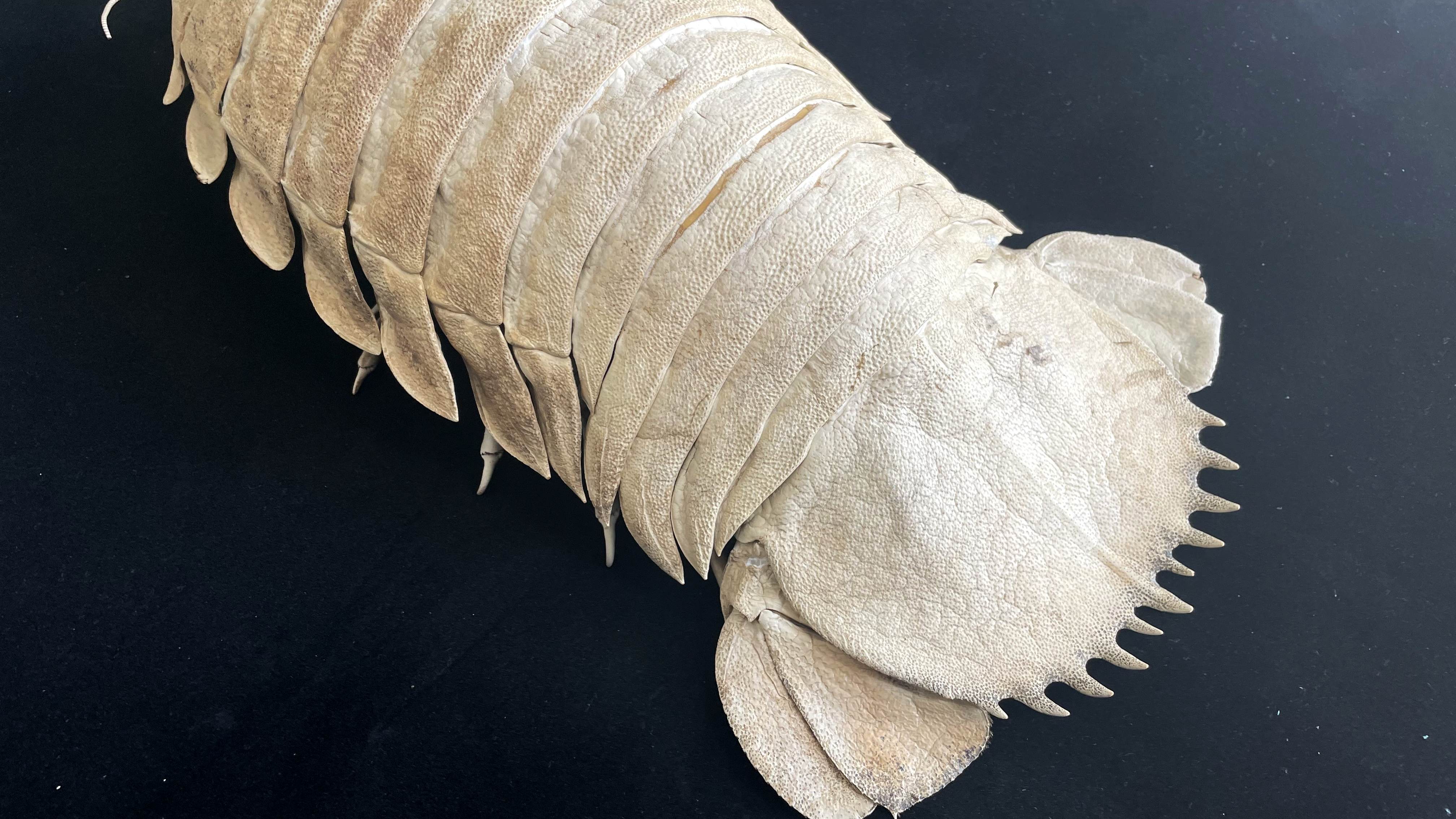 Ocean Style Crustaceans Homedecor Extremely Big Size 43cm Deep-sea Giant isopod Taxidermy Bathynomus giganteus