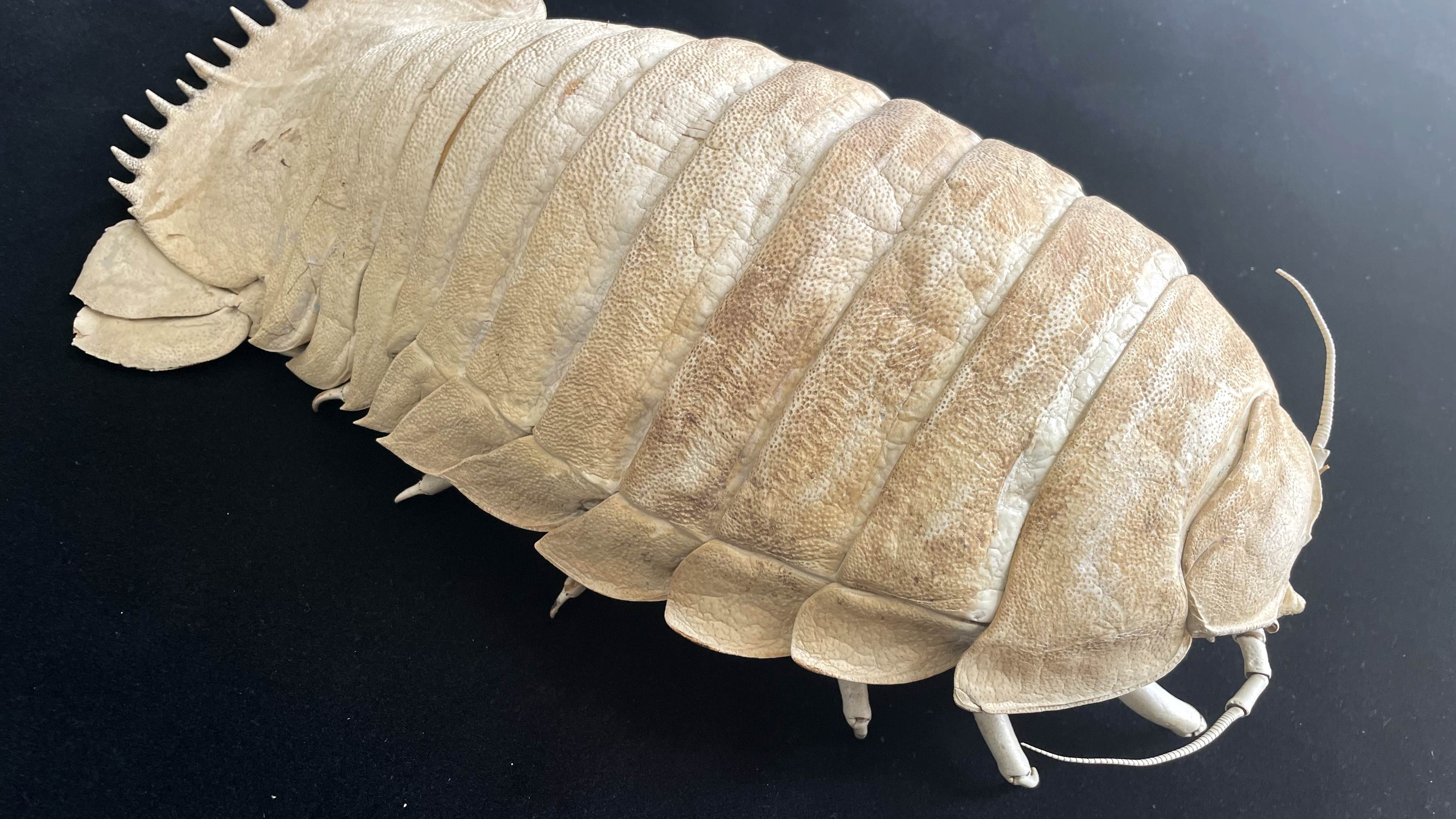 Ocean Style Crustaceans Homedecor Extremely Big Size 43cm Deep-sea Giant isopod Taxidermy Bathynomus giganteus