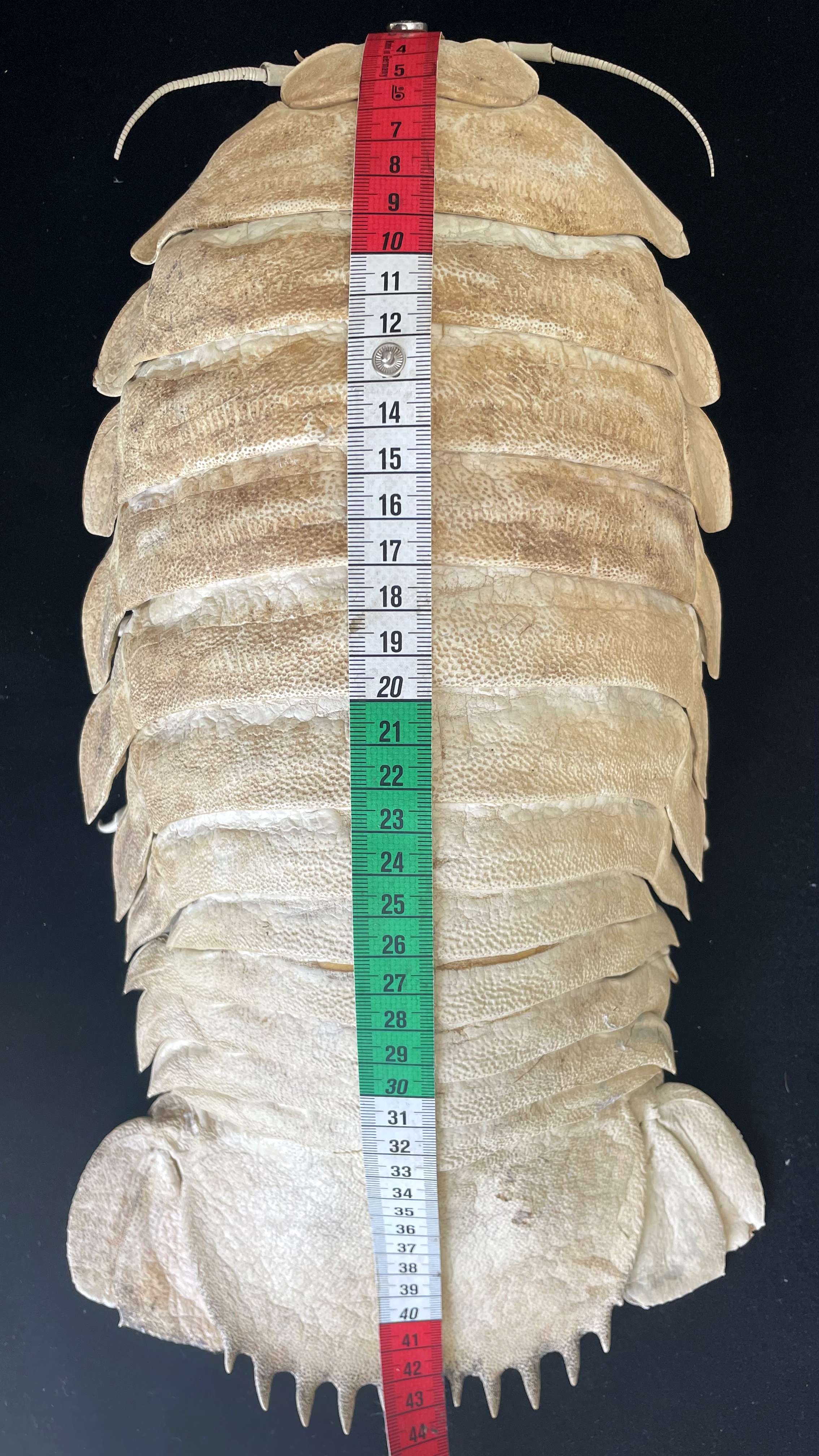 Ocean Style Crustaceans Homedecor Extremely Big Size 43cm Deep-sea Giant isopod Taxidermy Bathynomus giganteus