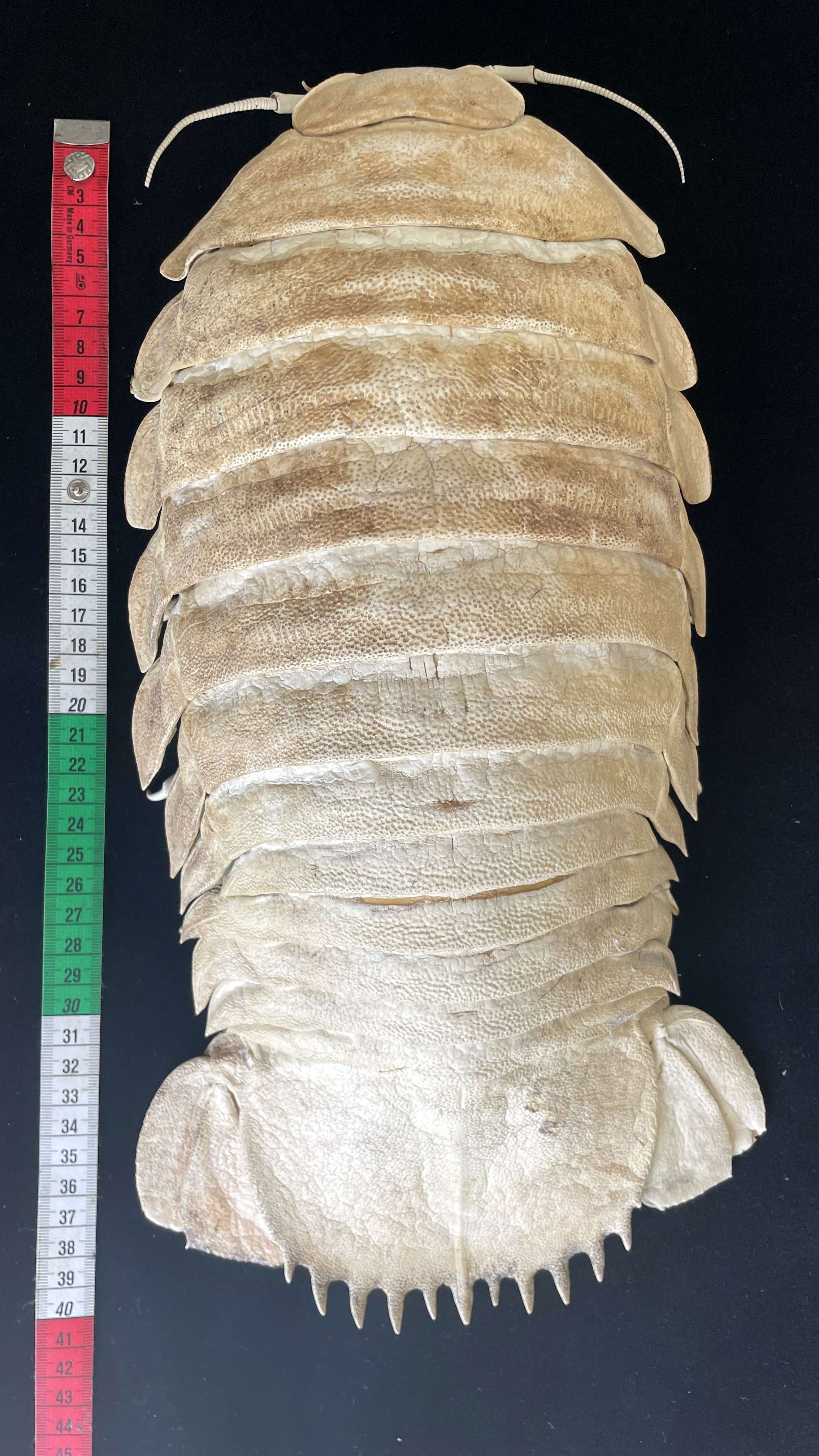 Ocean Style Crustaceans Homedecor Extremely Big Size 43cm Deep-sea Giant isopod Taxidermy Bathynomus giganteus