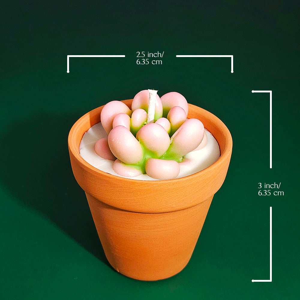 Cactus Candles Small Potted Succulent Candles